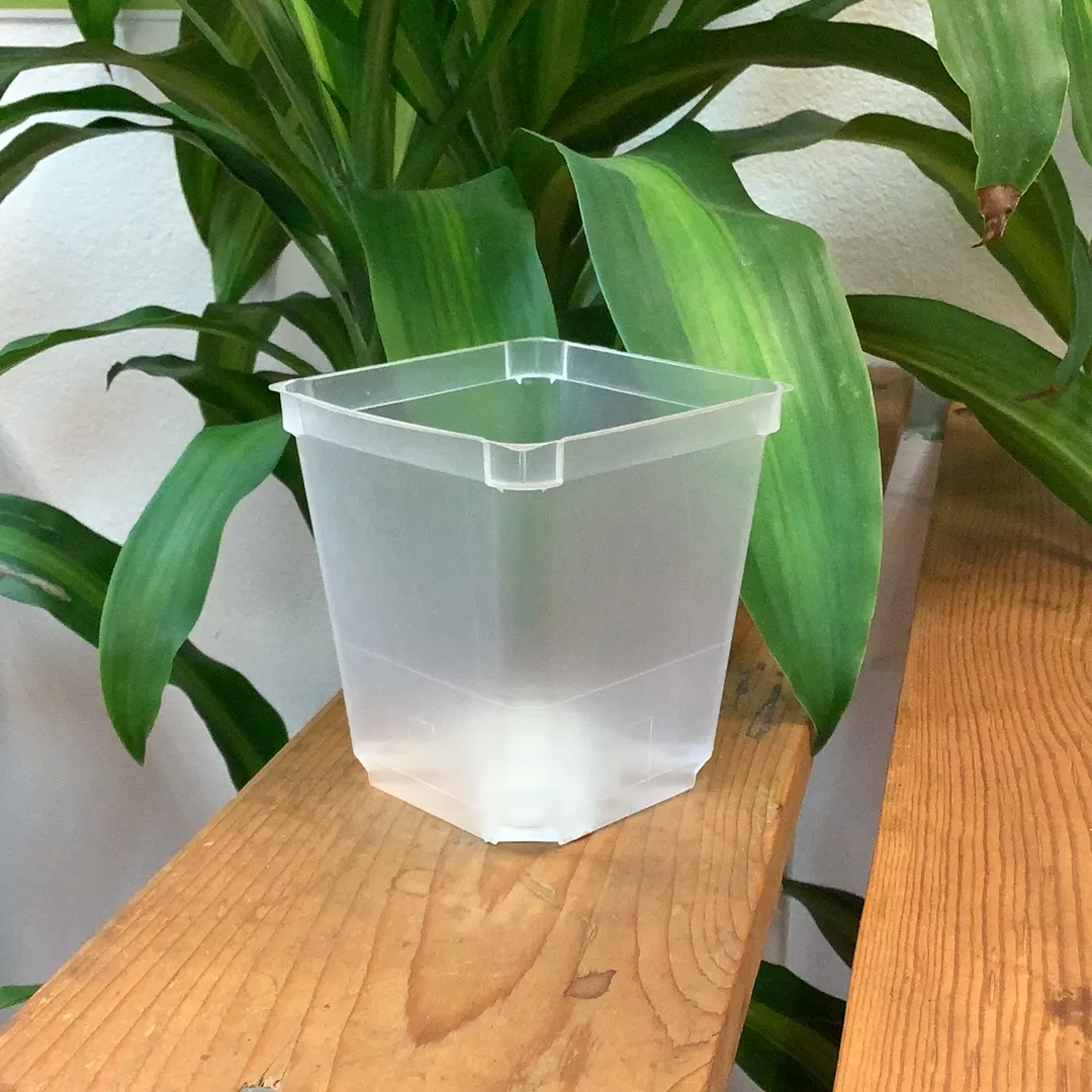 Translucent Orchid Pots