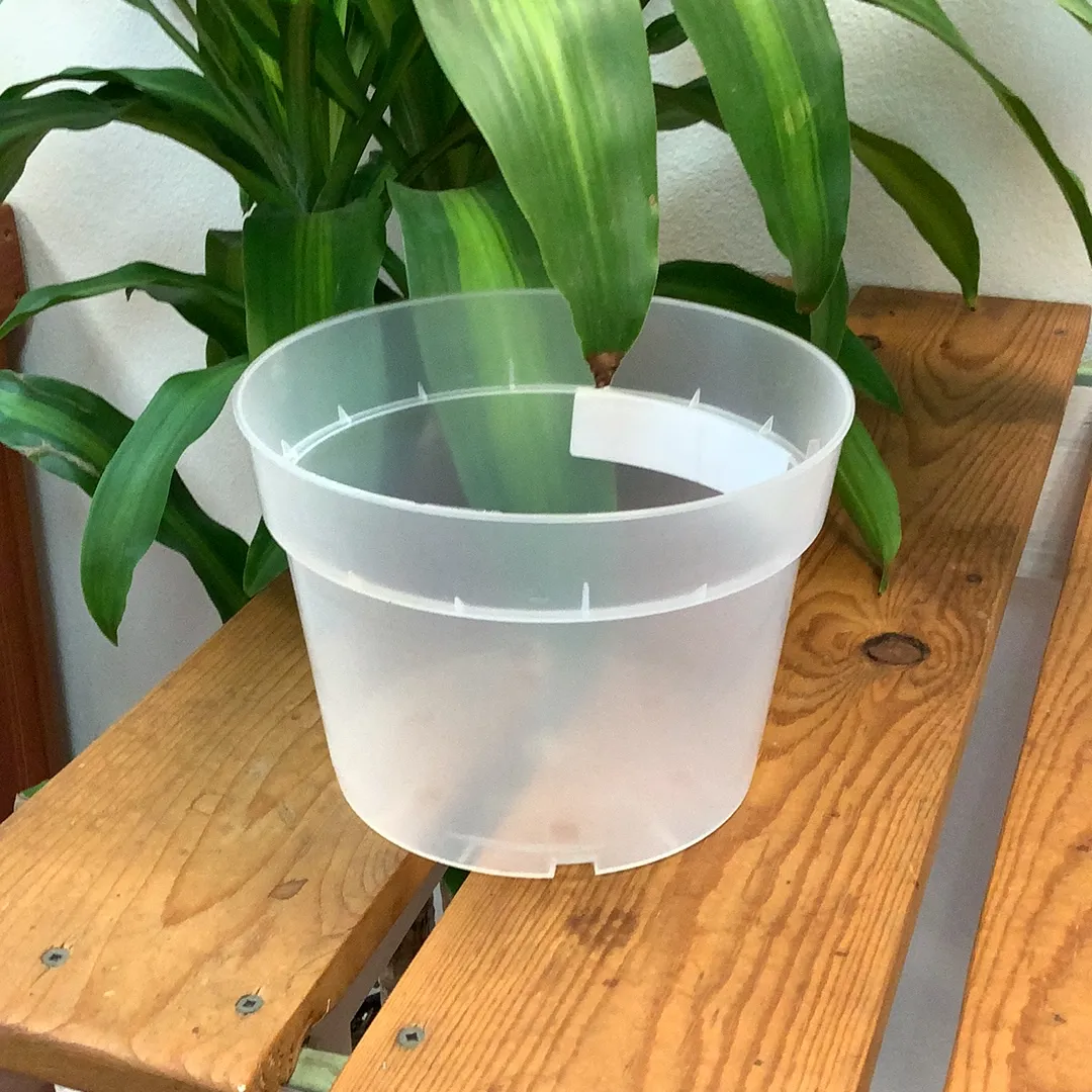 Translucent Orchid Pots