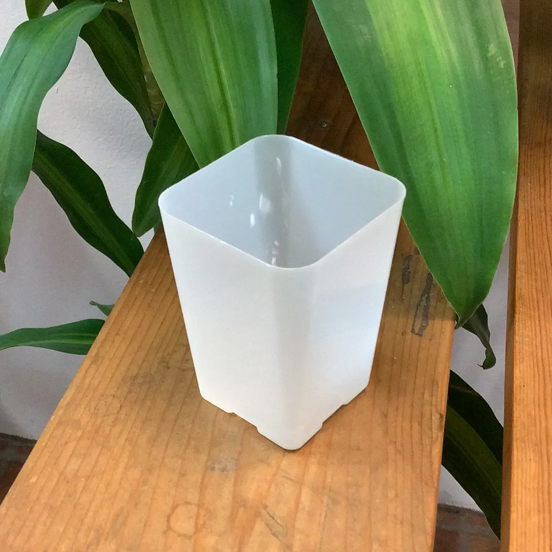 Translucent Orchid Pots